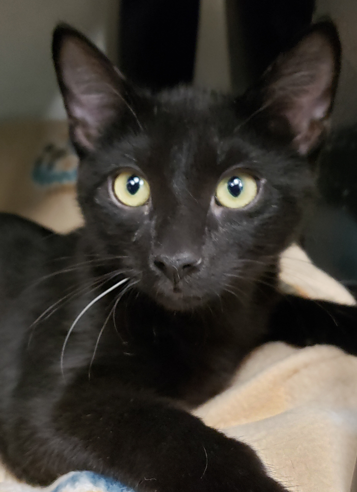 Darry (gets adopted with Ponyboy), an adoptable Domestic Short Hair in Westminster, CO, 80031 | Photo Image 2