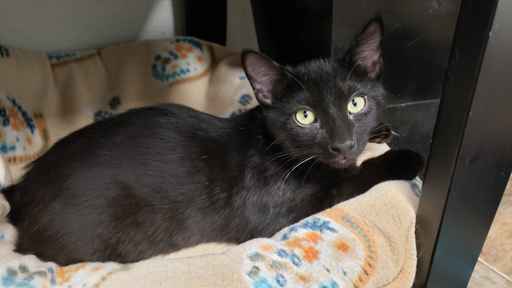 Darry (gets adopted with Ponyboy), an adoptable Domestic Short Hair in Westminster, CO, 80031 | Photo Image 3