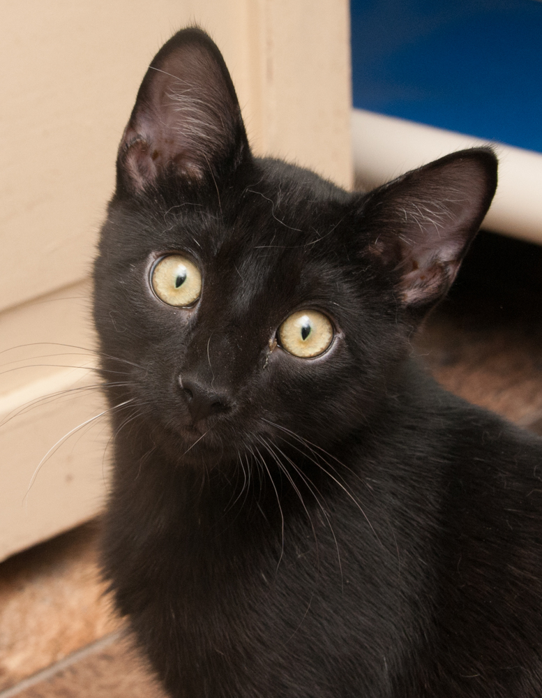 Darry (gets adopted with Ponyboy), an adoptable Domestic Short Hair in Westminster, CO, 80031 | Photo Image 1