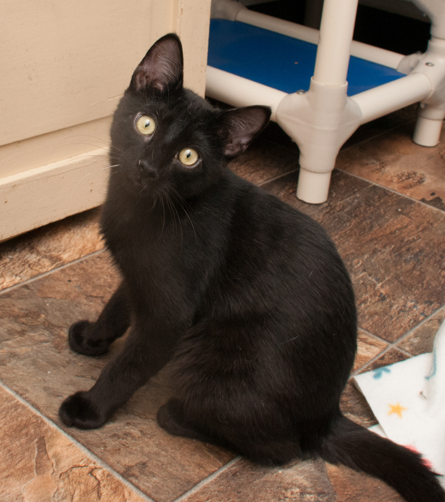 Darry (gets adopted with Ponyboy), an adoptable Domestic Short Hair in Westminster, CO, 80031 | Photo Image 4