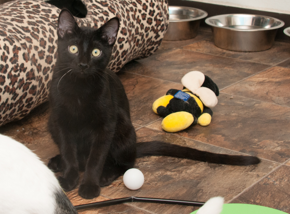 Darry (gets adopted with Ponyboy), an adoptable Domestic Short Hair in Westminster, CO, 80031 | Photo Image 5