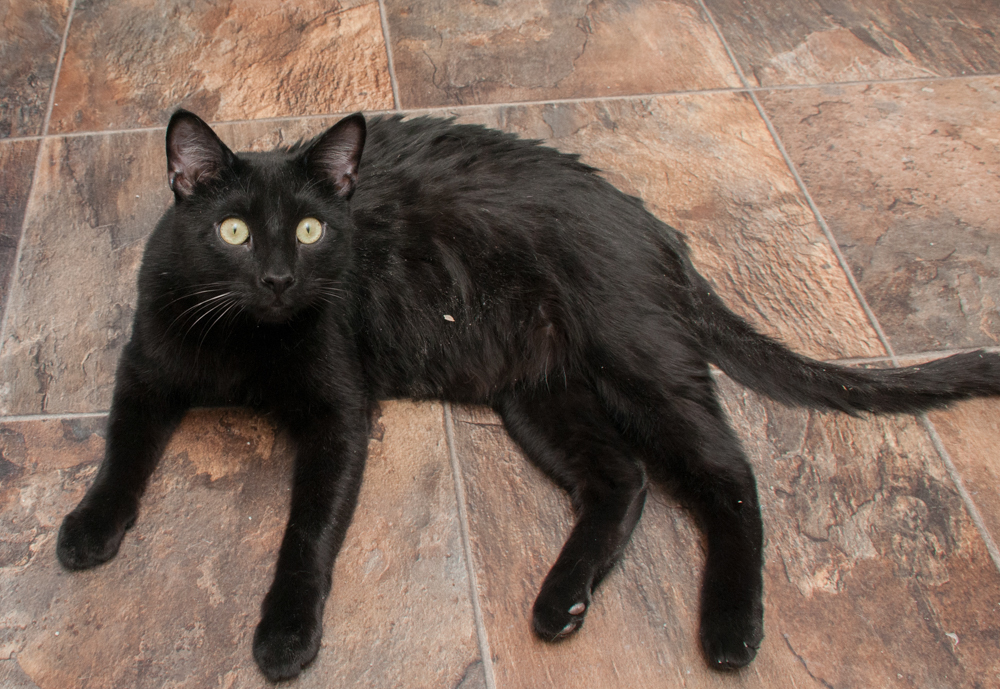 Darry (gets adopted with Ponyboy), an adoptable Domestic Short Hair in Westminster, CO, 80031 | Photo Image 6