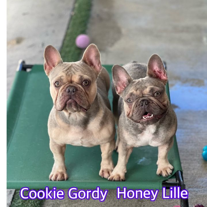Cookie Gordy, an adoptable French Bulldog in Hollywood, FL_image-2