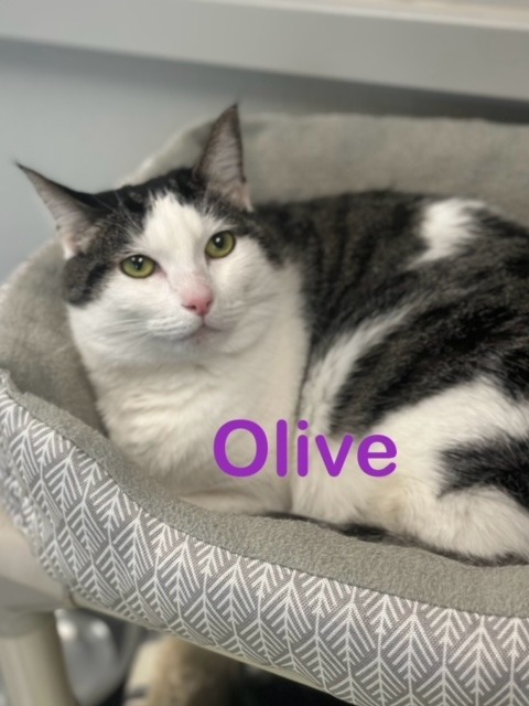 OLIVE, an adoptable Domestic Short Hair in New Bern, NC, 28563 | Photo Image 1