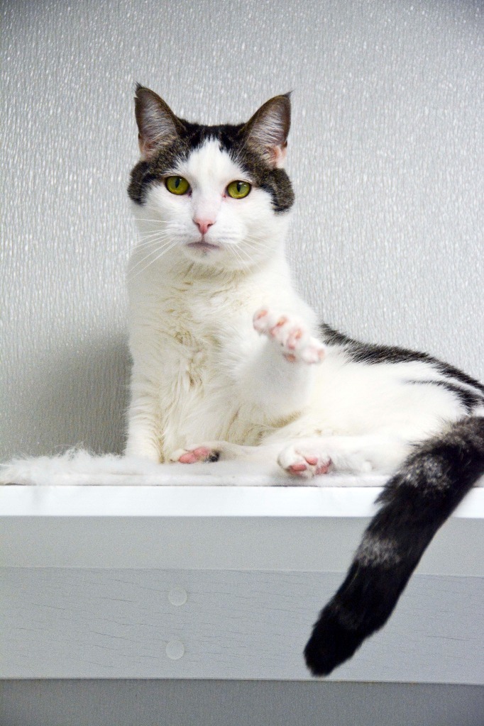 OLIVE, an adoptable Domestic Short Hair in New Bern, NC, 28563 | Photo Image 1