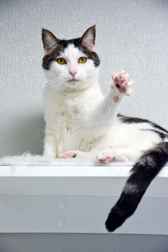 OLIVE, an adoptable Domestic Short Hair in New Bern, NC, 28563 | Photo Image 3