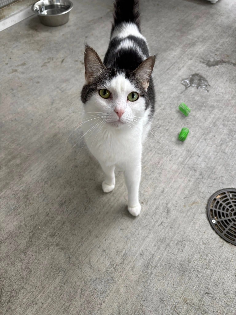 OLIVE, an adoptable Domestic Short Hair in New Bern, NC, 28563 | Photo Image 4
