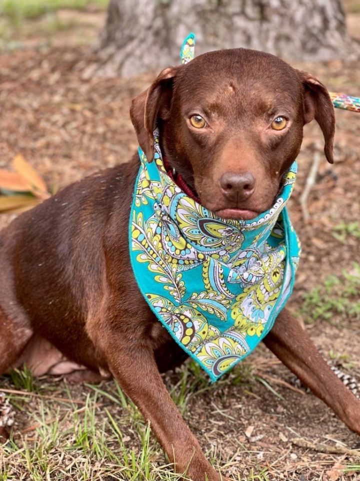 Dog for adoption Beatrice a Terrier Mix in Darlington SC