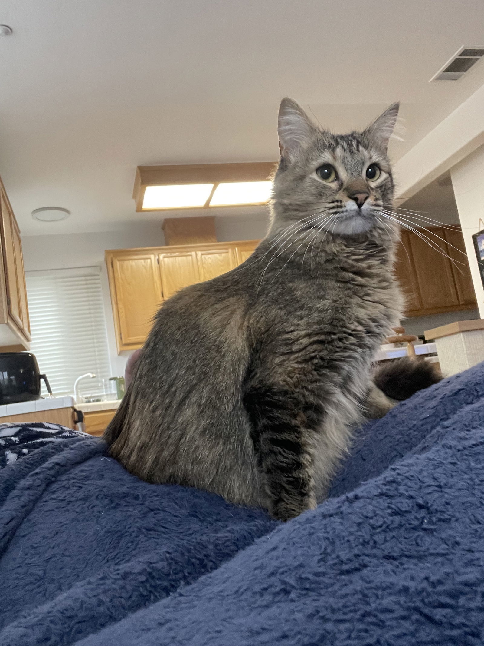 Lizzy and Jack, an adoptable Abyssinian, Domestic Short Hair in Walnut Creek, CA, 94596 | Photo Image 3