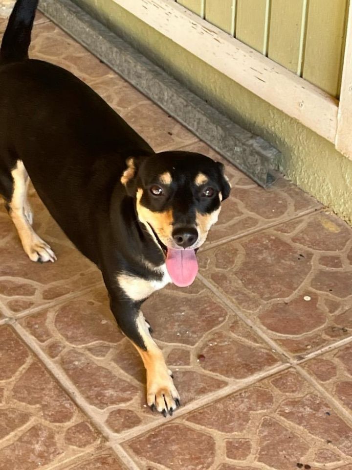 Corgi best sale pinscher mix