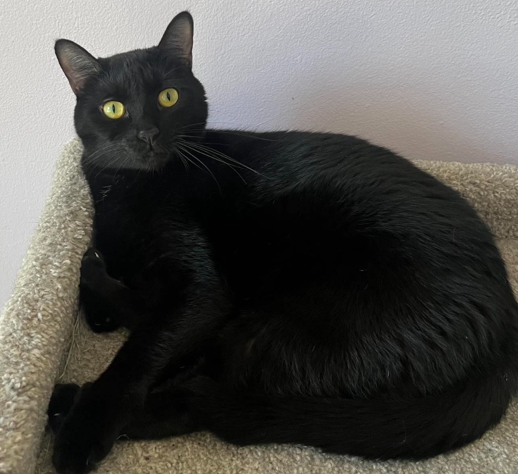 Boo, an adoptable Domestic Short Hair in Hoover , AL, 35226 | Photo Image 1
