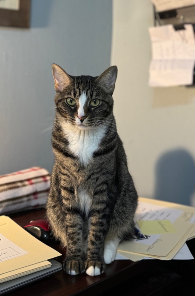 Cleo ( AKA Sparrow ), an adoptable Domestic Short Hair in Hoover , AL, 35226 | Photo Image 1