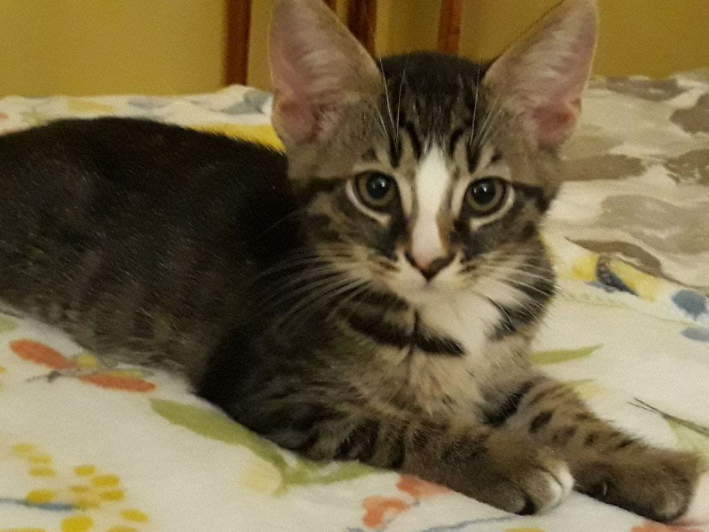 Cleo, an adoptable Domestic Short Hair in Hoover , AL, 35226 | Photo Image 3