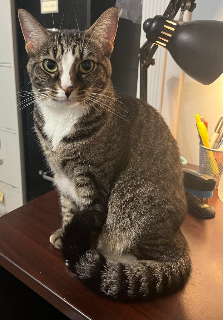 Cleo ( AKA Sparrow ), an adoptable Domestic Short Hair in Hoover , AL, 35226 | Photo Image 6