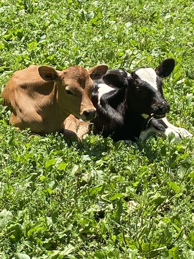 Cow for adoption - Daisy and Russ, a Jersey in Dresher, PA
