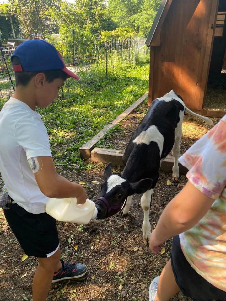 Cow for adoption - Daisy and Russ, a Jersey in Dresher, PA