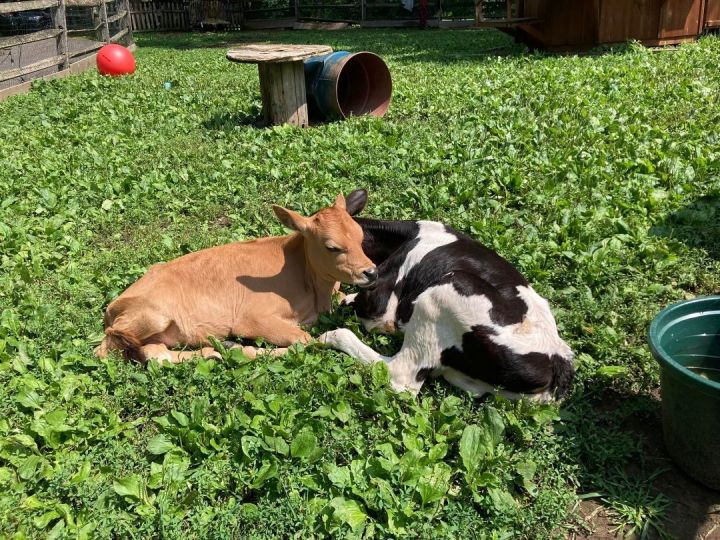 Cow for adoption - Daisy and Russ, a Jersey in Dresher, PA