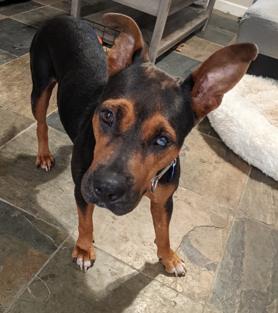 Ramona, an adoptable Entlebucher, Mixed Breed in Lakeland, FL, 33813 | Photo Image 2