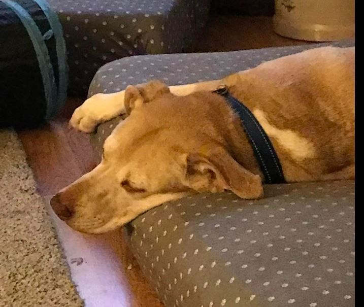 BRONX, an adopted Labrador Retriever Mix in Sheboygan, WI_image-3