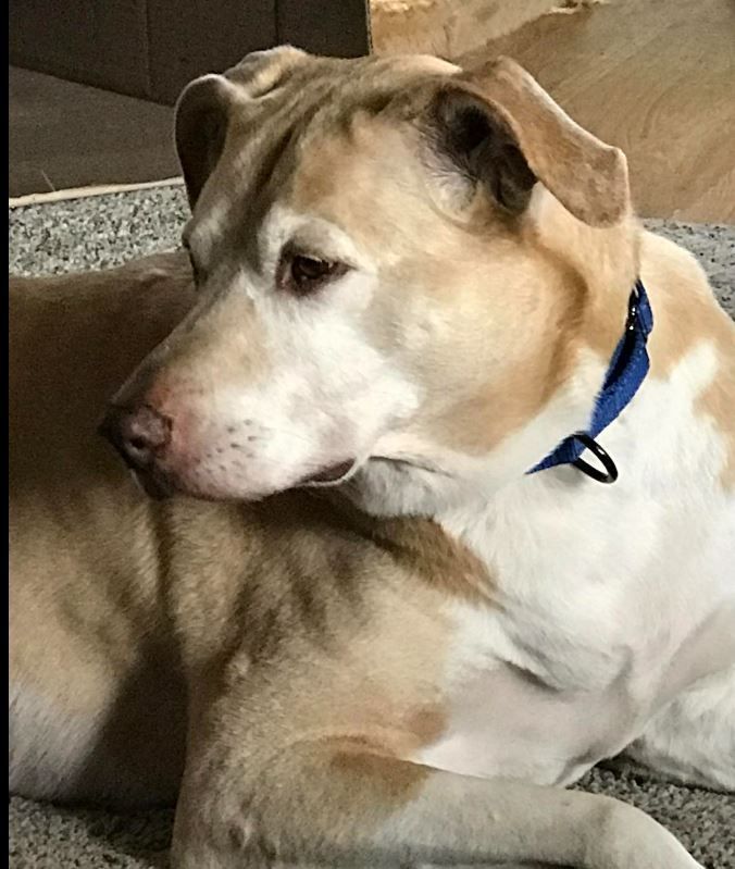 BRONX, an adopted Labrador Retriever Mix in Sheboygan, WI_image-4