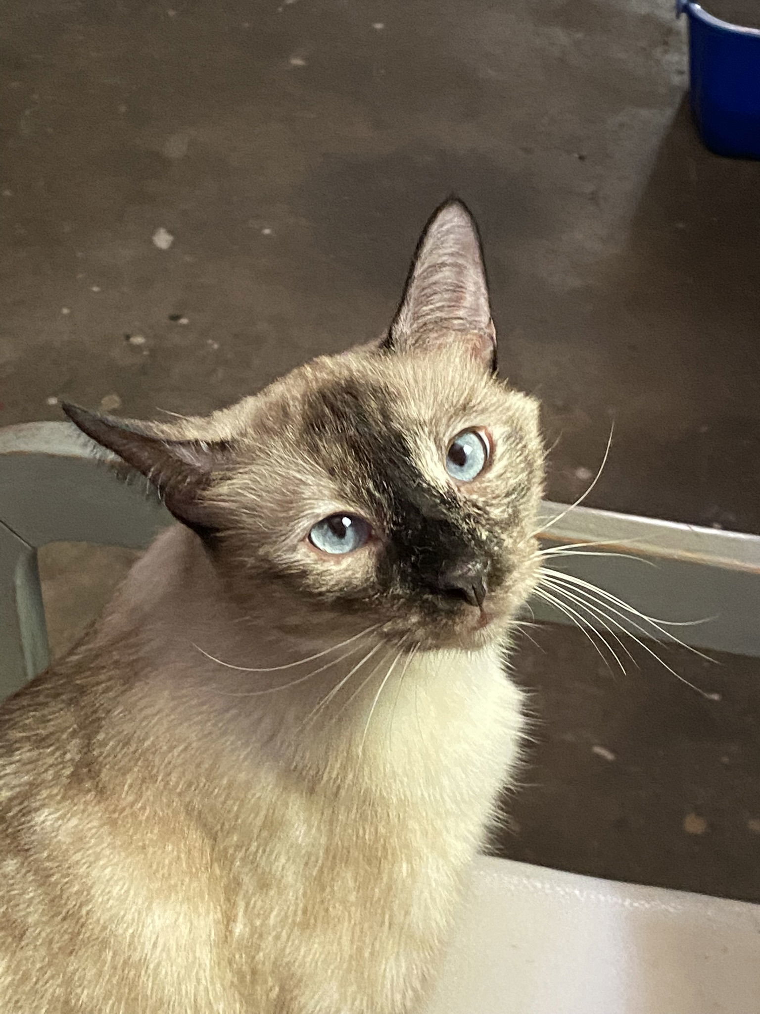 Maddie, an adoptable Domestic Short Hair, Siamese in Drasco, AR, 72530 | Photo Image 1