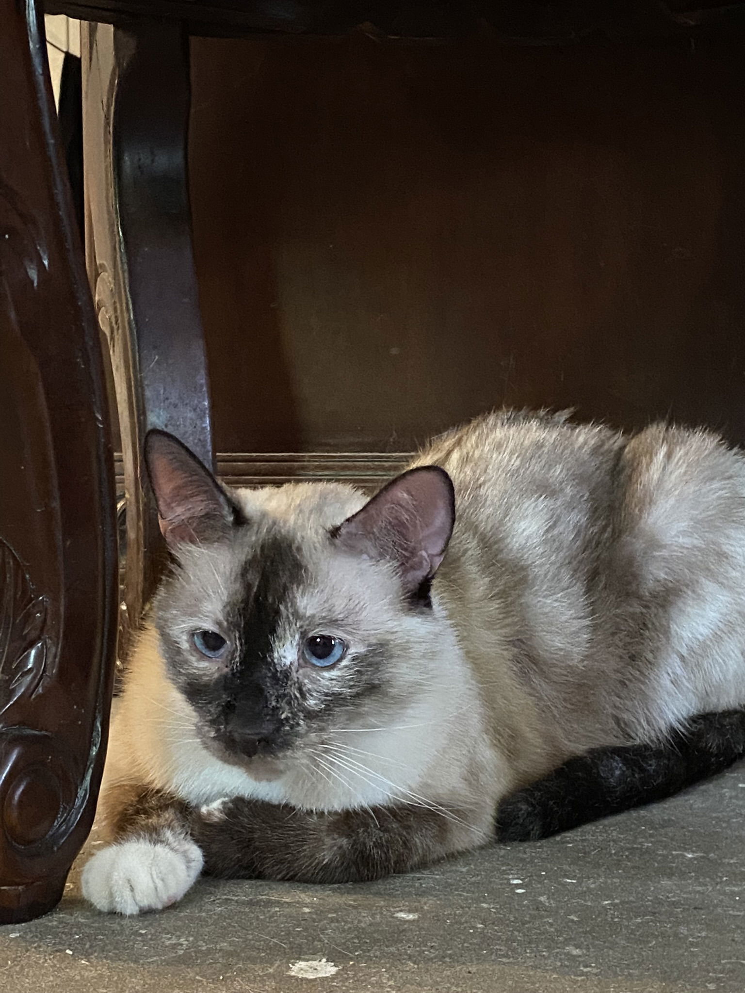 Maddie, an adoptable Domestic Short Hair, Siamese in Drasco, AR, 72530 | Photo Image 2