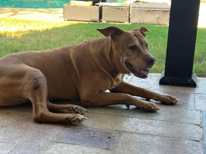 Amstaff golden sale retriever mix