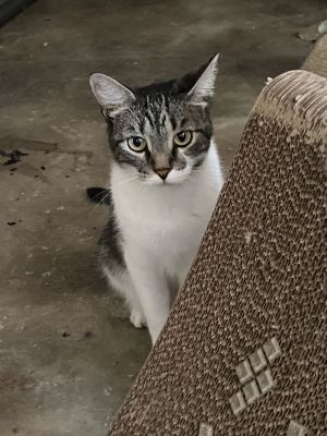 Jolee, Young Female Domestic Short Hair
