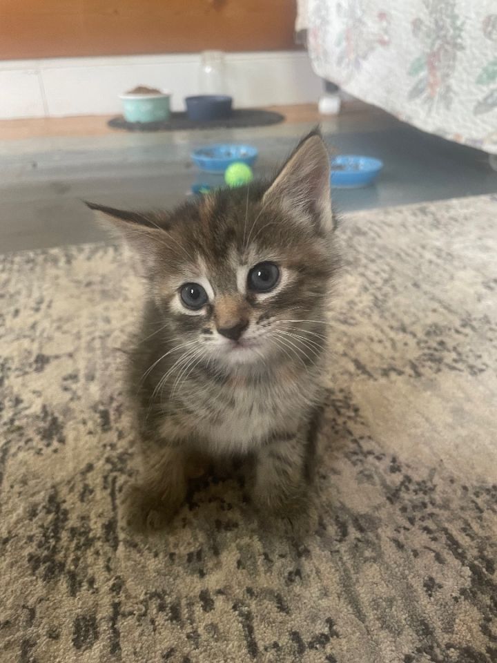 Munchkin store kittens adoption