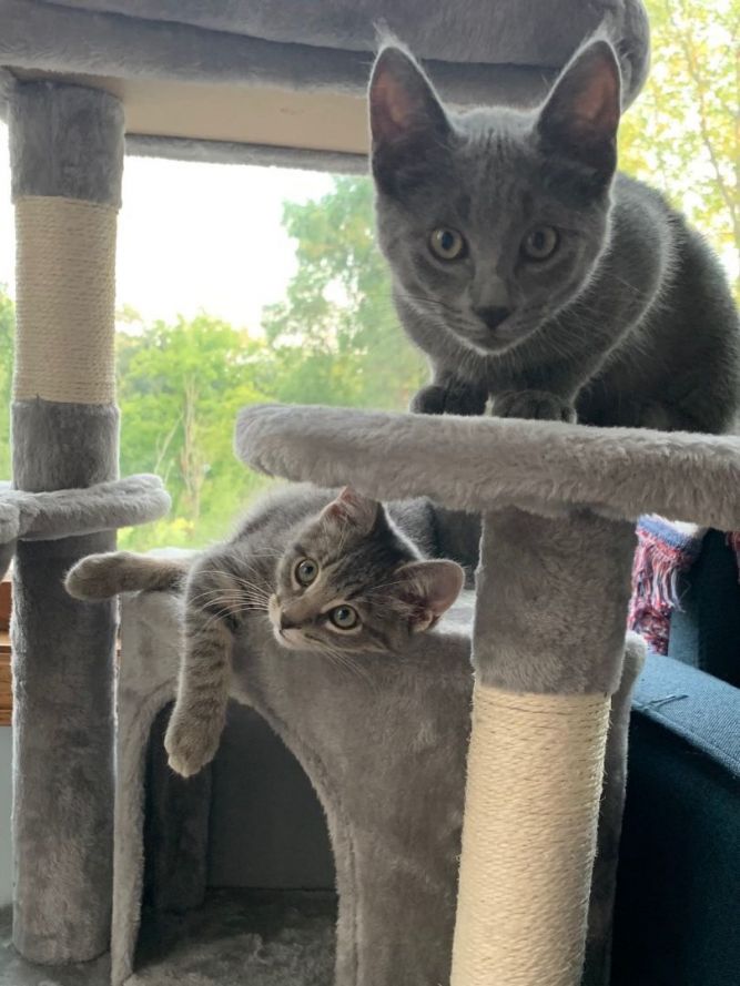 Edith and Eloise (Bonded Pair, FIV+)
