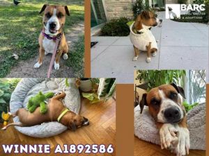 Winnie is a kind intelligent loyal and affectionate medium-sized dog who love