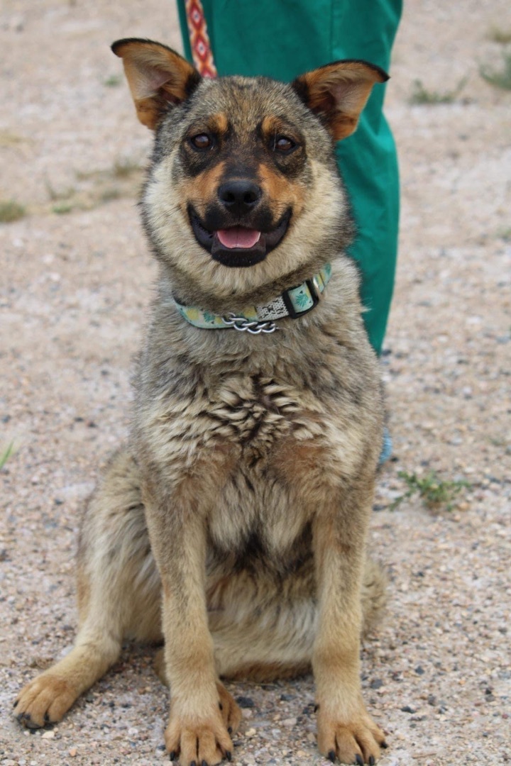 Coyote store heeler mix