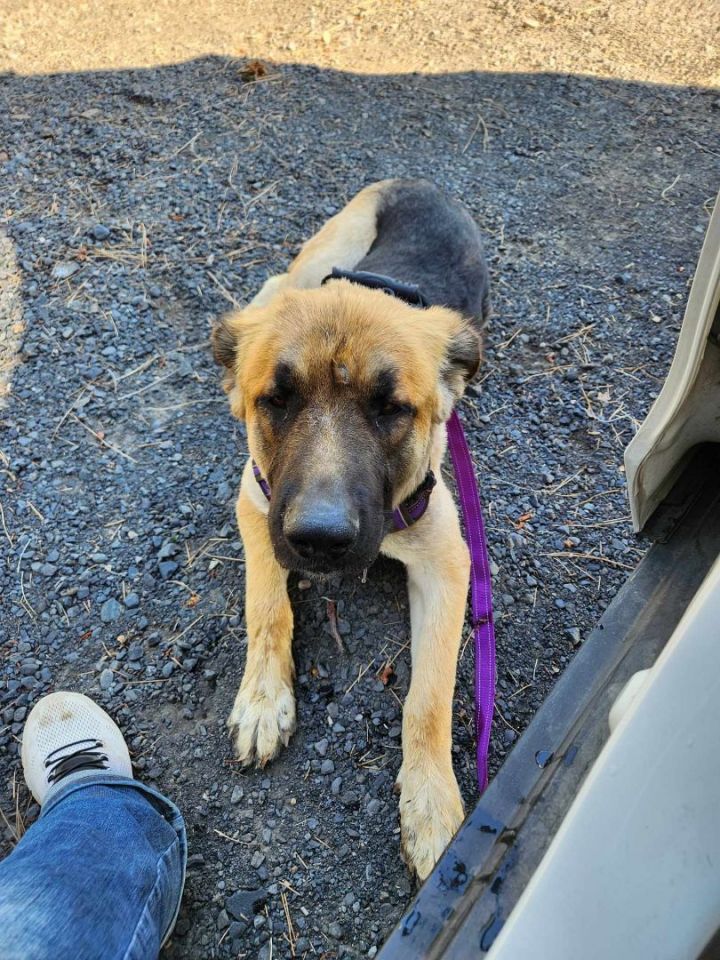 Dog for adoption Houdini, a German Shepherd Dog Mix in Ephrata, WA
