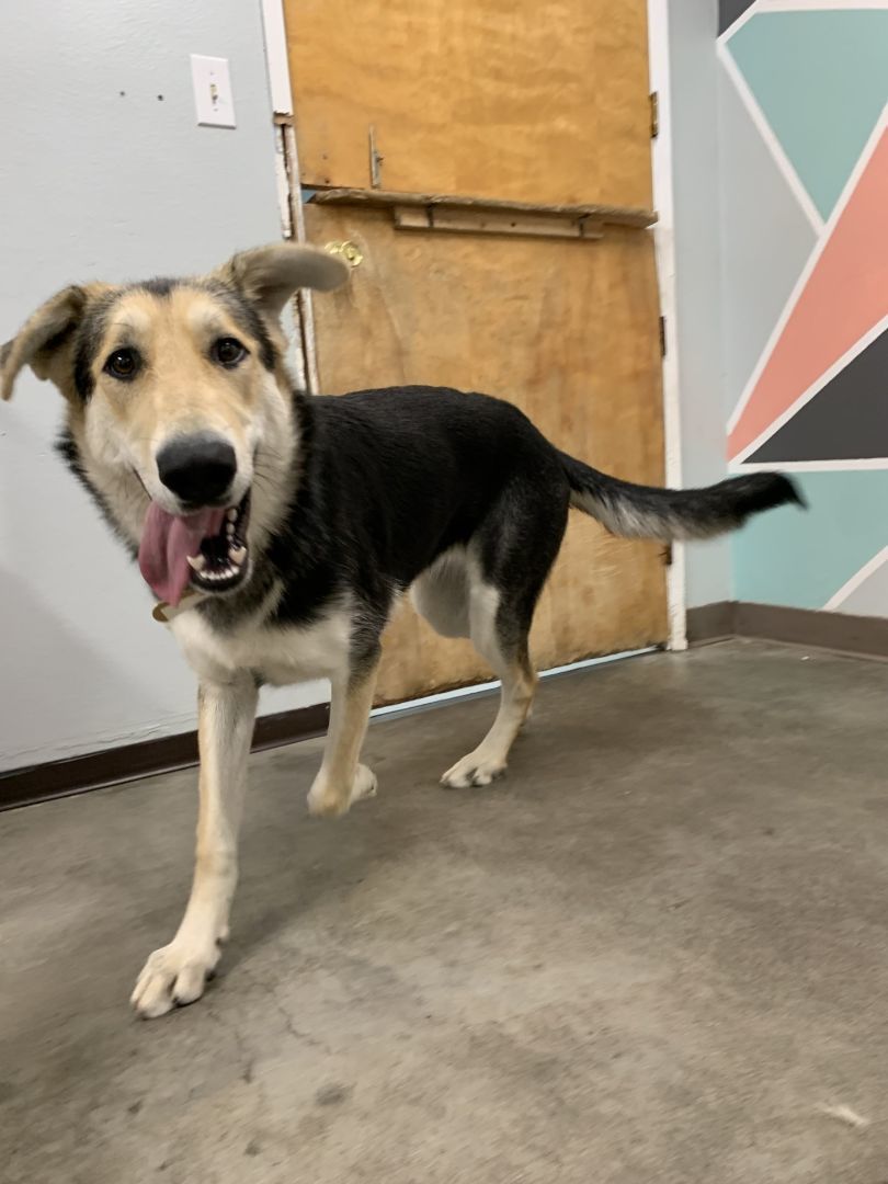 Velma , an adoptable Husky, German Shepherd Dog in The Dalles, OR, 97058 | Photo Image 2