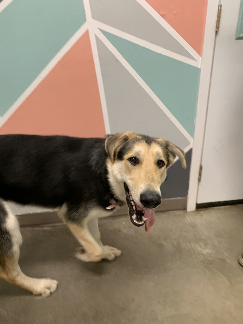 Velma , an adoptable Husky, German Shepherd Dog in The Dalles, OR, 97058 | Photo Image 3