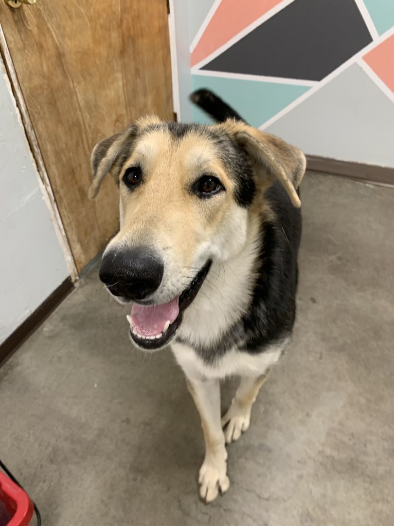 Velma , an adoptable Husky, German Shepherd Dog in The Dalles, OR, 97058 | Photo Image 4