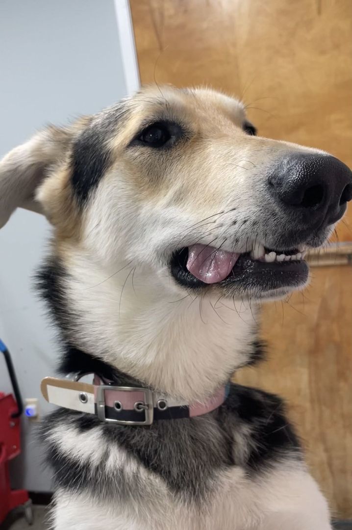 Velma , an adoptable Husky, German Shepherd Dog in The Dalles, OR, 97058 | Photo Image 5