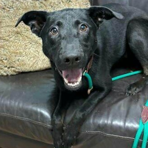 Juliet, an adoptable Shepherd, Labrador Retriever in Wadena, MN, 56482 | Photo Image 1