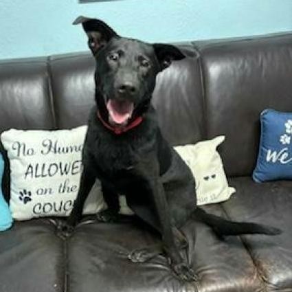 Juliet, an adoptable Shepherd, Labrador Retriever in Wadena, MN, 56482 | Photo Image 3