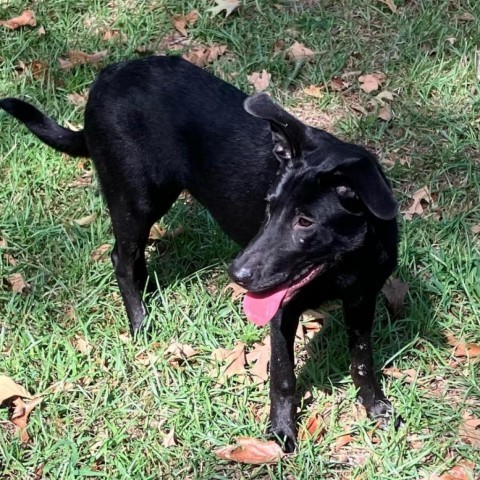 Juliet, an adoptable Shepherd, Labrador Retriever in Wadena, MN, 56482 | Photo Image 4