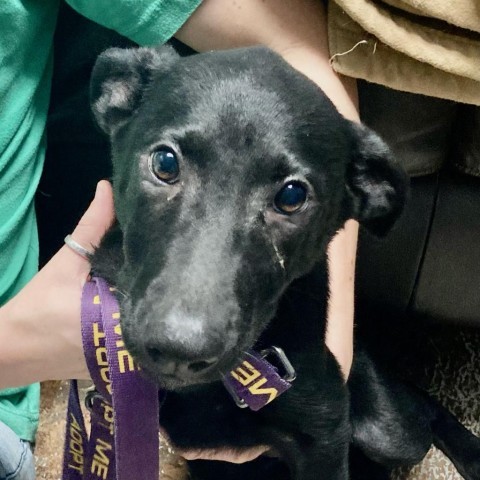 Juliet, an adoptable Shepherd, Labrador Retriever in Wadena, MN, 56482 | Photo Image 5