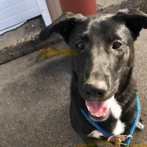 Dog for adoption - Shade, a Shepherd & Labrador Retriever Mix in Wadena ...