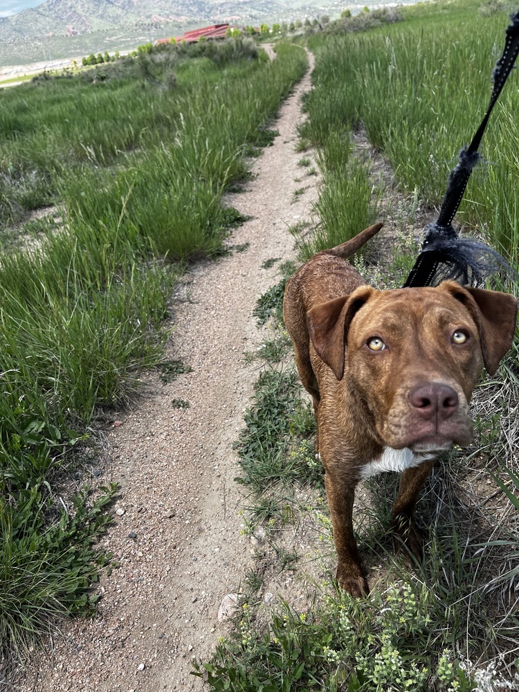 Ember, an adoptable Hound, Vizsla in Denver, CO, 80223 | Photo Image 4
