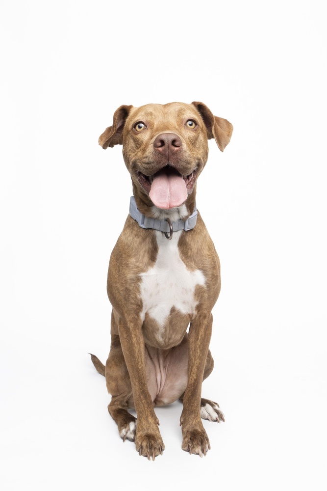 Ember, an adoptable Hound, Vizsla in Denver, CO, 80223 | Photo Image 4