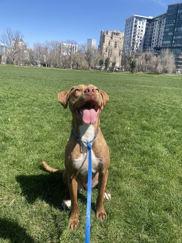 Ember, an adoptable Hound, Vizsla in Denver, CO, 80223 | Photo Image 5