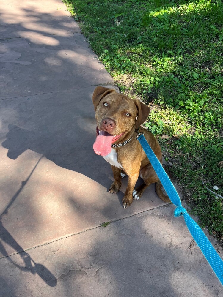 Ember, an adoptable Hound, Vizsla in Denver, CO, 80223 | Photo Image 6