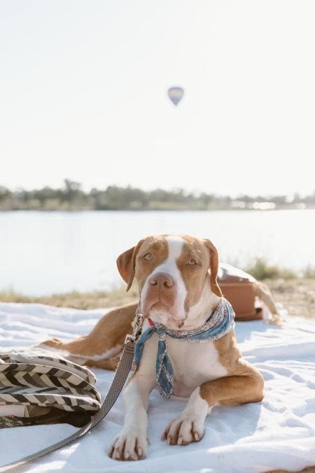 Penny, an adoptable Boxer in Denver, CO, 80223 | Photo Image 1