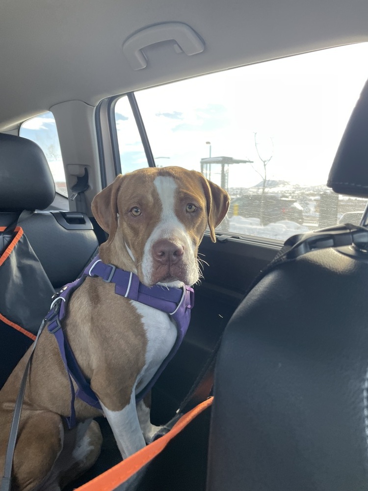 Penny, an adoptable Boxer in Denver, CO, 80223 | Photo Image 2