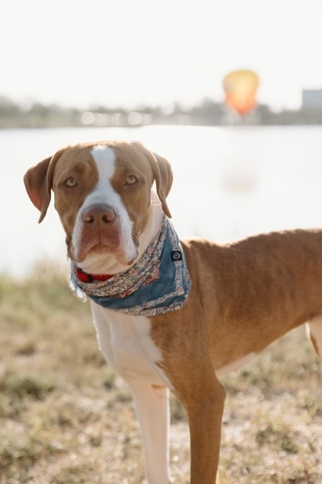 Penny, an adoptable Boxer in Denver, CO, 80223 | Photo Image 3