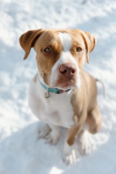 Penny, an adoptable Boxer in Denver, CO, 80223 | Photo Image 4